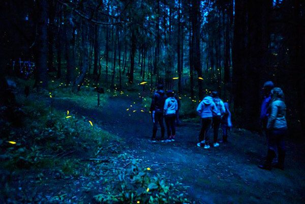 Temporada de luciérnagas en Tlaxcala arranca el 10 de junio en Nanacamilpa